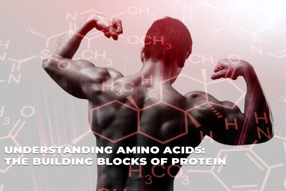 Understanding Amino Acids: The Building Blocks of Protein